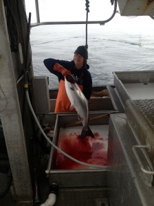 First commercially caught King Salmon in 13 years. Oregon. F/V Saint Jude. Photo Credit - Allan Richardson