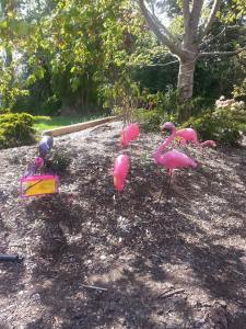 A flock of pink flamingos in our front yard. A fund-raiser for supporting graduating Seniors at Sequim High School. 
